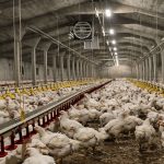 ساخت سوله مرغداری